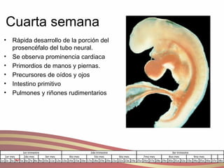 Cuarta semana Rápida desarrollo de la porción del prosencéfalo del tubo neural. Se observa prominencia cardiaca Primordios de manos y piernas. Precursores de oídos y ojos Intestino primitivo Pulmones y riñones rudimentarios 