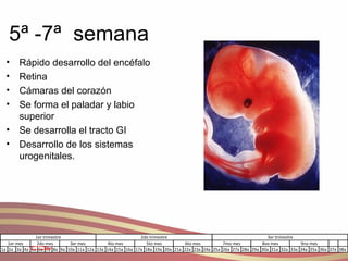 5ª -7ª  semana Rápido desarrollo del encéfalo Retina Cámaras del corazón Se forma el paladar y labio superior Se desarrolla el tracto GI  Desarrollo de los sistemas urogenitales. 