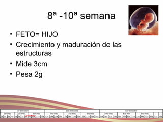 8ª -10ª semana FETO= HIJO Crecimiento y maduración de las estructuras  Mide 3cm Pesa 2g  