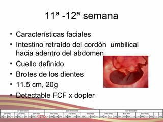 11ª -12ª semana Características faciales Intestino retraído del cordón  umbilical hacia adentro del abdomen Cuello definido Brotes de los dientes 11.5 cm, 20g Detectable FCF x dopler 
