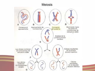 Meiosis  
