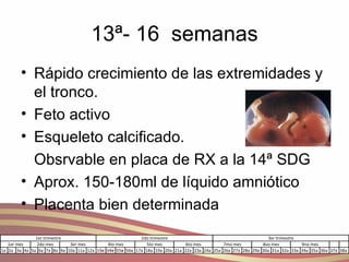 13ª- 16  semanas Rápido crecimiento de las extremidades y el tronco. Feto activo Esqueleto calcificado.  Obsrvable en placa de RX a la 14ª SDG  Aprox. 150-180ml de líquido amniótico Placenta bien determinada 
