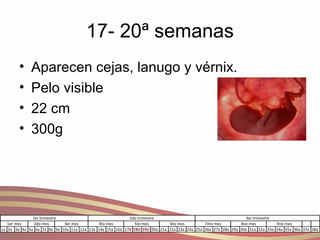 17- 20ª semanas Aparecen cejas, lanugo y vérnix. Pelo visible  22 cm 300g 