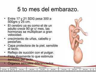 5 to mes del embarazo. Entre 17 y 21 SDG pesa 300 a 500grs y 25 cm. El cerebro ya es como el de un adulto crece 90 gr c/ mes, las hormonas se multiplican a gran velocidad. crecimiento de uñas, cabello y pestañas. Capa protectora de la piel, sensible al tacto. Reflejo de succión con el pulgar. Flota libremente lo que estimula sentidos del tacto. Órganos sexuales diferenciados. 
