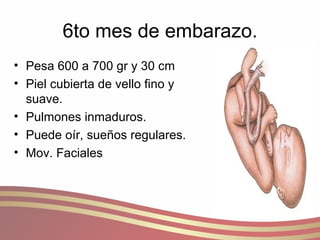 6to mes de embarazo. Pesa 600 a 700 gr y 30 cm Piel cubierta de vello fino y suave. Pulmones inmaduros. Puede oír, sueños regulares. Mov. Faciales  