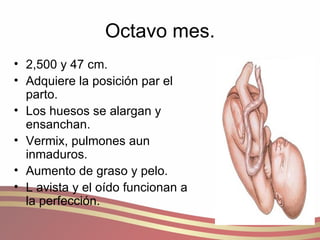 Octavo mes. 2,500 y 47 cm. Adquiere la posición par el parto. Los huesos se alargan y ensanchan. Vermix, pulmones aun inmaduros. Aumento de graso y pelo. L avista y el oído funcionan a la perfección. 