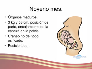 Noveno mes. Órganos maduros. 3 kg y 53 cm, posición de parto, encajamiento de la cabeza en la pelvis. Cráneo no del todo osificado. Posicionado. 