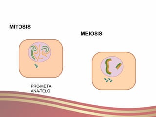 MITOSIS MEIOSIS PRO-META ANA-TELO 