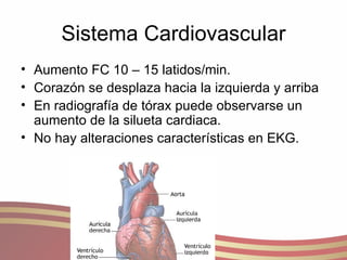Sistema Cardiovascular Aumento FC 10 – 15 latidos/min. Corazón se desplaza hacia la izquierda y arriba En radiografía de tórax puede observarse un aumento de la silueta cardiaca. No hay alteraciones características en EKG. 