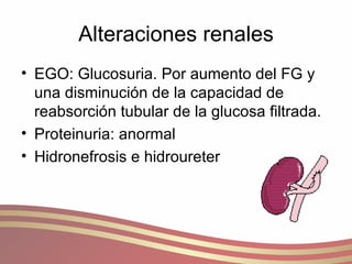Alteraciones renales EGO: Glucosuria. Por aumento del FG y una disminución de la capacidad de reabsorción tubular de la glucosa filtrada. Proteinuria: anormal Hidronefrosis e hidroureter 