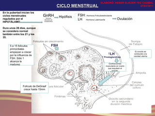 CICLO MENSTRUAL ELABORÓ: HEBER ELIEZER TEC CAAMAL 27/01/2011 En la pubertad inician los ciclos menstruales regulados por el HIPOTÁLAMO. Dura unos 28 días, aunque se considera normal también entre los 21 y los 35. GnRH Hormona liberadora de Gonadotrofina Hipófisis FSH:  Hormona Folículoestimulante   LH :  Hormona Luteinizante 5 a 15 folículos primordiales empiezan a crecer por la influencia de FSH. Sólo 1 alcanza la madurez Folículo de DeGraaf crece hasta 15mm Ovulación FSH  LH    Prostaglandinas Contracciones musculares en ovario que expulsan el ovocito  El ovocito es conducido a la cavidad uterina 