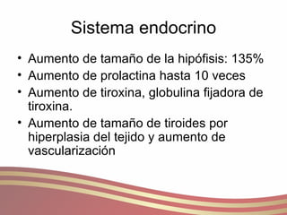 Sistema endocrino Aumento de tamaño de la hipófisis: 135% Aumento de prolactina hasta 10 veces  Aumento de tiroxina, globulina fijadora de tiroxina. Aumento de tamaño de tiroides por hiperplasia del tejido y aumento de vascularización 