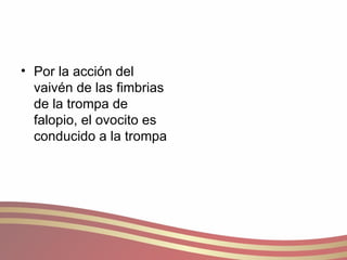 Por la acción del vaivén de las fimbrias de la trompa de falopio, el ovocito es conducido a la trompa  