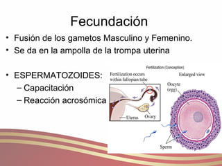 Fecundación  Fusión de los gametos Masculino y Femenino. Se da en la ampolla de la trompa uterina ESPERMATOZOIDES: Capacitación Reacción acrosómica 