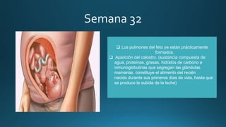  Los pulmones del feto ya están prácticamente
formados.
 Aparición del calostro. (sustancia compuesta de
agua, proteínas, grasas, hidratos de carbono e
inmunoglobulinas que segregan las glándulas
mamarias. constituye el alimento del recién
nacido durante sus primeros días de vida, hasta que
se produce la subida de la leche)
 