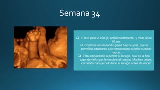 El feto pesa 2.200 gr, aproximadamente, y mide unos
46 cm.
 Continúa acumulando grasa bajo su piel, que le
permitirá adaptarse a la temperatura exterior cuando
nazca.
 Está empezando a perder el lanugo, que es la fina
capa de vello que le recubre el cuerpo. Muchas veces,
los bebés han perdido todo el lanugo antes de nacer.
 