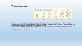 Primer trimestre
Se considera la tercera semana de embarazo como la primera efectiva, pues en las dos primeras semanas se produce la ovulación y
desprendimiento del óvulo que será fecundado. Esta fecundación tiene lugar ya en la tercera semana: el óvulo y el espermatozoide se unen
formando el cigoto mientras bajan a través de una de las trompas de Falopio.
El cigoto continúa dividiéndose formando las nuevas células, a las que pronto les aparecerá un recubrimiento, denominando a todo el
conjunto como blastocisto. La división de células continúa ocurriendo mientras tanto, hasta que en un cierto punto del desarrollo este
blastocito se transforma en embrión.
 