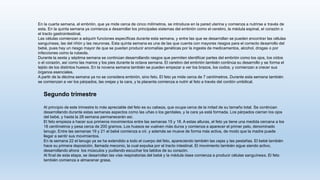 En la cuarta semana, el embrión, que ya mide cerca de cinco milímetros, se introduce en la pared uterina y comienza a nutrirse a través de
esta. En la quinta semana ya comienza a desarrollar los principales sistemas del embrión como el cerebro, la médula espinal, el corazón o
el tracto gastrointestinal.
Las células comienzan a adquirir funciones específicas durante esta semana, y entre las que se desarrollan se pueden encontrar las células
sanguíneas, las del riñón y las neuronas. Esta quinta semana es una de las que cuenta con mayores riesgos para el correcto desarrollo del
bebé, pues hay un riesgo mayor de que se puedan producir anomalías genéticas por la ingesta de medicamentos, alcohol, drogas o por
infecciones como la rubeola.
Durante la sexta y séptima semana se continúan desarrollando rasgos que permiten identificar partes del embrión como los ojos, los oídos
o el corazón, así como las manos y los pies durante la octava semana. El cerebro del embrión también continúa su desarrollo y se forma el
tejido de los distintos huesos. En la novena semana también se pueden empezar a ver los brazos, los codos, y comienzan a crecer sus
órganos esenciales.
A partir de la décima semana ya no se considera embrión, sino feto. El feto ya mide cerca de 7 centímetros. Durante esta semana también
se comienzan a ver los párpados, las orejas y la cara, y la placenta comienza a nutrir al feto a través del cordón umbilical.
Segundo trimestre
Al principio de este trimestre lo más apreciable del feto es su cabeza, que ocupa cerca de la mitad de su tamaño total. Se continúan
desarrollando durante estas semanas aspectos como las uñas o los genitales, y la cara ya está formada. Los párpados cierran los ojos
del bebé, y hasta la 28 semana permanecerán así.
El feto empieza a hacer sus primeros movimientos entre las semanas 15 y 18. A estas alturas, el feto ya tiene una medida cercana a los
18 centímetros y pesa cerca de 200 gramos. Los huesos se vuelven más duros y comienza a aparecer el primer pelo, denominado
lanugo. Entre las semanas 19 y 21 el bebé comienza a oír, y además se mueve de forma más activa, de modo que la madre puede
llegar a sentir sus movimientos.
En la semana 22 el lanugo ya se ha extendido a todo el cuerpo del feto, apareciendo también las cejas y las pestañas. El bebé también
hace su primera deposición, llamada meconio, la cual expulsa por el tracto intestinal. El movimiento también sigue siendo activo,
desarrollando ahora los músculos y pudiendo escuchar los latidos de su corazón.
Al final de esta etapa, se desarrollan las vías respiratorias del bebé y la médula ósea comienza a producir células sanguíneas. El feto
también comienza a almacenar grasa.
 