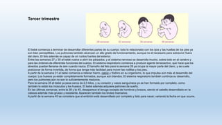 Tercer trimestre
El bebé comienza a terminar de desarrollar diferentes partes de su cuerpo: todo lo relacionado con los ojos y las huellas de los pies ya
son bien perceptibles. Los pulmones también alcanzan un alto grado de funcionamiento, aunque no el necesario para sobrevivir fuera
del útero. El feto además es capaz de oír ruidos fuertes del exterior.
Entre las semanas 27 y 30 el bebé vuelve a abrir los párpados, y el sistema nervioso se desarrolla mucho, sobre todo en el cerebro y
para las órdenes de diferentes funciones del cuerpo. El sistema respiratorio comienza a producir agente tensioactivo, que hace que los
alveolos puedan llenarse de aire cuando nazca. El tamaño del feto para la semana 28 ya ocupa la mayor parte del útero, y se suele
posicionar de forma invertida, de forma que tenga más facilidad para mover las rodillas y los pies.
A partir de la semana 31 el bebé comienza a retener hierro, calcio y fósforo en su organismo, lo que impulsa aún más el desarrollo del
cuerpo. Los huesos ya están completamente formados, aunque aún blandos. El sistema respiratorio también continúa su desarrollo,
pero los pulmones aún no son lo suficientemente maduros.
Para la semana 35 el bebé ya pesa cerca de 2,5 kilos, y su corazón y vasos sanguíneos ya se han formado por completo, como
también lo están los músculos y los huesos. El bebé además adquiere patrones de sueño.
En las últimas semanas, entre la 38 y la 40, desaparece el lanugo excepto de hombros y brazos, siendo el cabello desarrollado en la
cabeza además más grueso y resistente. Aparecen también los brotes mamarios.
A partir de la semana 40 se considera que el embrión está desarrollado por completo y listo para nacer, variando la fecha en que ocurre.
 