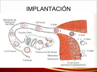 IMPLANTACIÓN 