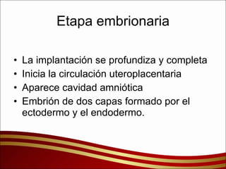 Etapa embrionaria La implantación se profundiza y completa Inicia la circulación uteroplacentaria Aparece cavidad amniótica Embrión de dos capas formado por el ectodermo y el endodermo. 