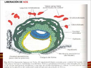 LIBERACIÓN DE  hCG 