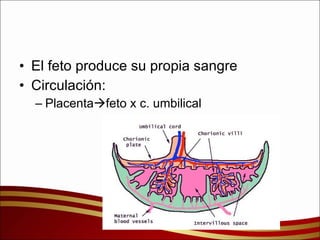 El feto produce su propia sangre Circulación: Placenta  feto x c. umbilical 