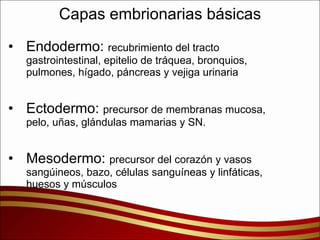 Capas embrionarias básicas Endodermo:  recubrimiento del tracto gastrointestinal, epitelio de tráquea, bronquios, pulmones, hígado, páncreas y vejiga urinaria Ectodermo:  precursor de membranas mucosa, pelo, uñas, glándulas mamarias y SN. Mesodermo:  precursor del corazón y vasos sangúineos, bazo, células sanguíneas y linfáticas, huesos y músculos 