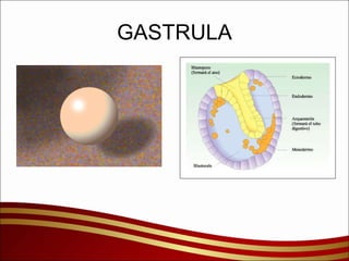 GASTRULA 