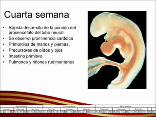 Cuarta semana Rápida desarrollo de la porción del prosencéfalo del tubo neural. Se observa prominencia cardiaca Primordios de manos y piernas. Precursores de oídos y ojos Intestino primitivo Pulmones y riñones rudimentarios 
