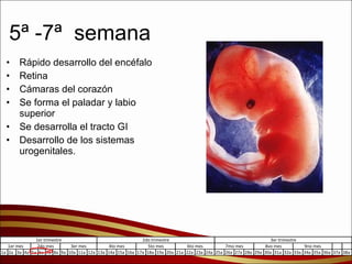 5ª -7ª  semana Rápido desarrollo del encéfalo Retina Cámaras del corazón Se forma el paladar y labio superior Se desarrolla el tracto GI  Desarrollo de los sistemas urogenitales. 
