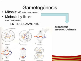 Gametogénesis  Mitosis:  46 cromosomas Meiosis I y II:  23 cromosomas. ENTRECRUZAMIENTO OVOGÉNESIS ESPERMATOGÉNESIS 