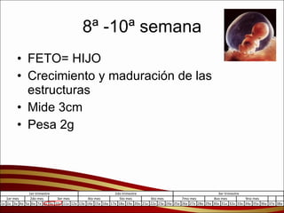 8ª -10ª semana FETO= HIJO Crecimiento y maduración de las estructuras  Mide 3cm Pesa 2g  