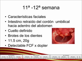 11ª -12ª semana Características faciales Intestino retraído del cordón  umbilical hacia adentro del abdomen Cuello definido Brotes de los dientes 11.5 cm, 20g Detectable FCF x dopler 