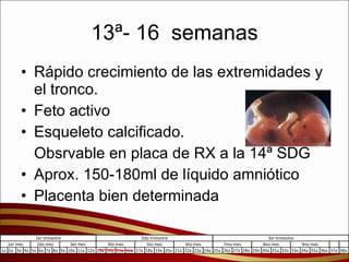 13ª- 16  semanas Rápido crecimiento de las extremidades y el tronco. Feto activo Esqueleto calcificado.  Obsrvable en placa de RX a la 14ª SDG  Aprox. 150-180ml de líquido amniótico Placenta bien determinada 