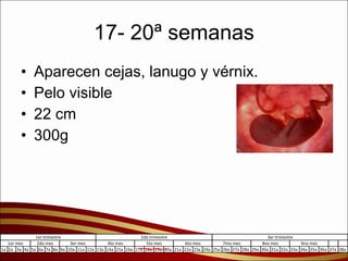 17- 20ª semanas Aparecen cejas, lanugo y vérnix. Pelo visible  22 cm 300g 