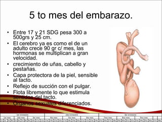 5 to mes del embarazo. Entre 17 y 21 SDG pesa 300 a 500grs y 25 cm. El cerebro ya es como el de un adulto crece 90 gr c/ mes, las hormonas se multiplican a gran velocidad. crecimiento de uñas, cabello y pestañas. Capa protectora de la piel, sensible al tacto. Reflejo de succión con el pulgar. Flota libremente lo que estimula sentidos del tacto. Órganos sexuales diferenciados. 