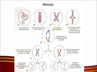 Meiosis  
