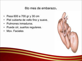 6to mes de embarazo . Pesa 600 a 700 gr y 30 cm Piel cubierta de vello fino y suave. Pulmones inmaduros. Puede oír, sueños regulares. Mov. Faciales  