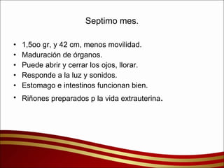Septimo mes. 1,5oo gr, y 42 cm, menos movilidad. Maduración de órganos. Puede abrir y cerrar los ojos, llorar. Responde a la luz y sonidos. Estomago e intestinos funcionan bien. Riñones preparados p la vida extrauterina . 