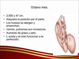 Octavo mes. 2,500 y 47 cm. Adquiere la posición par el parto. Los huesos se alargan y ensanchan. Vermix, pulmones aun inmaduros. Aumento de graso y pelo. L avista y el oído funcionan a la perfección. 