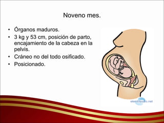 Noveno mes. Órganos maduros. 3 kg y 53 cm, posición de parto, encajamiento de la cabeza en la pelvis. Cráneo no del todo osificado. Posicionado. 