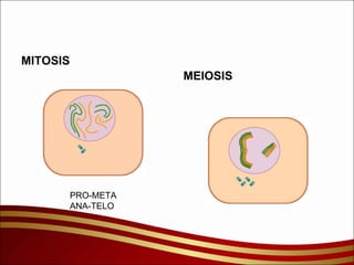 MITOSIS MEIOSIS PRO-META ANA-TELO 