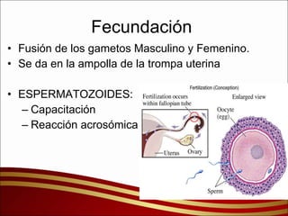 Fecundación  Fusión de los gametos Masculino y Femenino. Se da en la ampolla de la trompa uterina ESPERMATOZOIDES: Capacitación Reacción acrosómica 