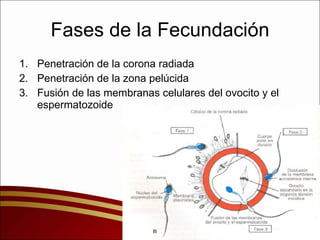 Fases de la Fecundación Penetración de la corona radiada Penetración de la zona pelúcida Fusión de las membranas celulares del ovocito y el espermatozoide 