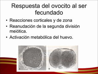 Respuesta del ovocito al ser fecundado Reacciones corticales y de zona Reanudación de la segunda división meiótica. Activación metabólica del huevo. 