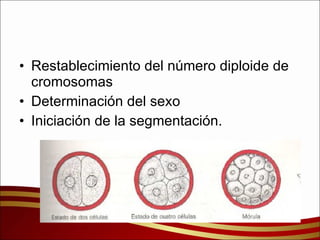 Restablecimiento del número diploide de cromosomas Determinación del sexo Iniciación de la segmentación. 