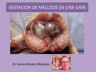 GESTACION DE MELLIZOS EN UNA GATA
Dr. Carlos Morales Mendoza.
 