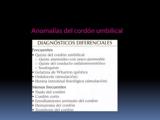 Anomalías del cordón umbilical
 