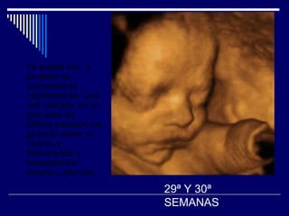 Ya puede ver, y su peso va aumentando rápidamente. Una vez ubicado en la que será su última posición irá girando sobre si mismo y flexionando y extendiendo brazos y piernas   29ª Y 30ª SEMANAS 